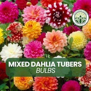 5 Mixed Dahlia Tubers Bulbs – Assorted Colors, Summer Flowers, Easy to Grow, Vibrant Garden Perennials