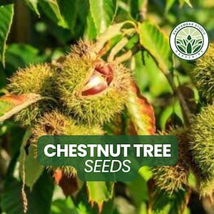 5 Chestnut Tree Seeds – Hardy Nut Tree – Beautiful Shade Tree with Edible Nuts – Great for Homesteads – Non-GMO Seeds