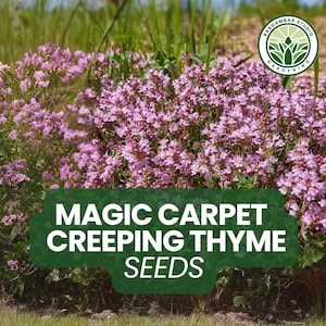 250 Magic Carpet Creeping Thyme Seeds – Thymus serpyllum – Low-Growing Ground Cover – Pink Blooms – Drought-Tolerant Perennial