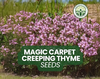 250 Magic Carpet Creeping Thyme Seeds: Pink Blooms Ground Cover