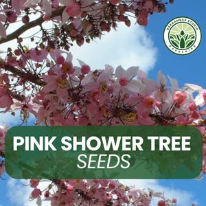 Pink Shower Tree Seeds – 10 Seeds – Cassia grandis – Tropical Flowering Tree – Ornamental Shade – Fast Growing Beauty