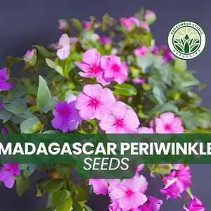 500 Madagascar Periwinkle Seeds – Catharanthus roseus – Bright Annual Blooms – Heat Tolerant – Easy to Grow – Non-GMO Flowers