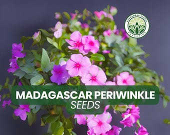 500 Madagascar Periwinkle Seeds: Heat-Tolerant Annual Blooms