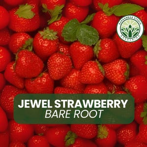 20 Jewel Strawberry Plants – Bare Root Strawberry Plants for Planting, Large Sweet Berries, Easy Garden Fruit