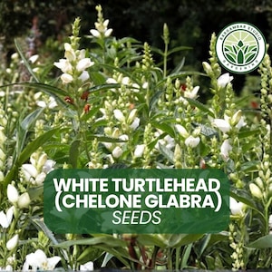 May include: A lush image of White Turtlehead (Chelone Glabra) plants with white flowers and green foliage. The image includes a green banner with the text "White Turtlehead (Chelone Glabra) Seeds". A gardening logo is in the upper right corner.