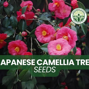 Japanese Camellia Tree Seeds – 5 Camellia japonica – Elegant Evergreen Shrub with Stunning Winter-to-Spring Blooms