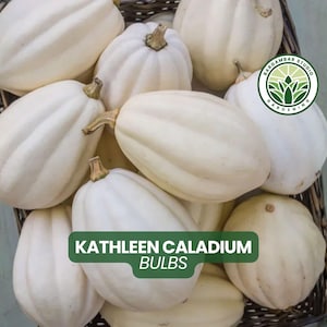 May include: A collection of off-white, ribbed, oval-shaped bulbs packed inside a dark brown woven basket. A green circular logo with the text Bargambar Studio Gardening and a green rectangular label with the text KATHLEEN CALADIUM BULBS are visible.