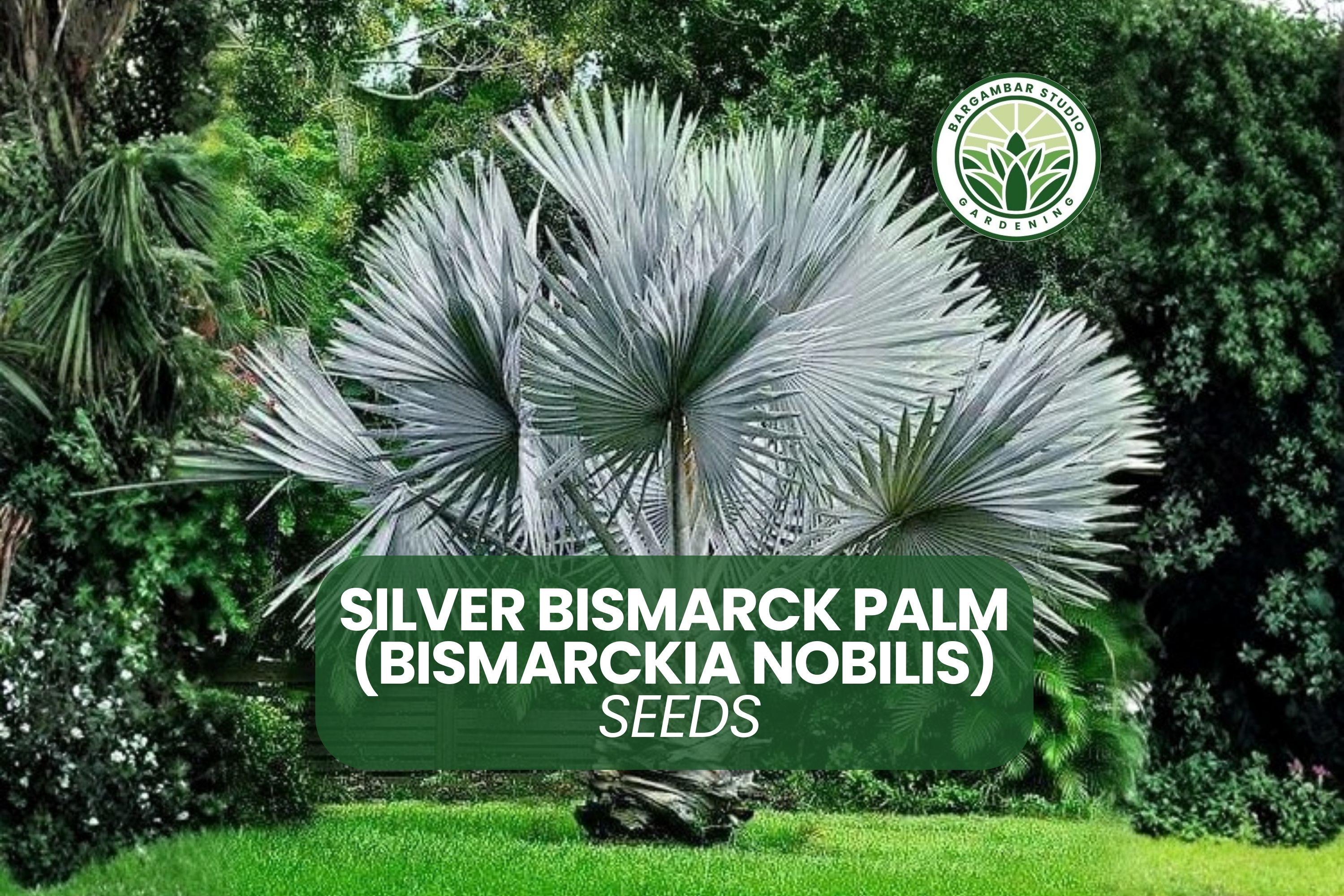 Bismarckia Nobilis - Etsy