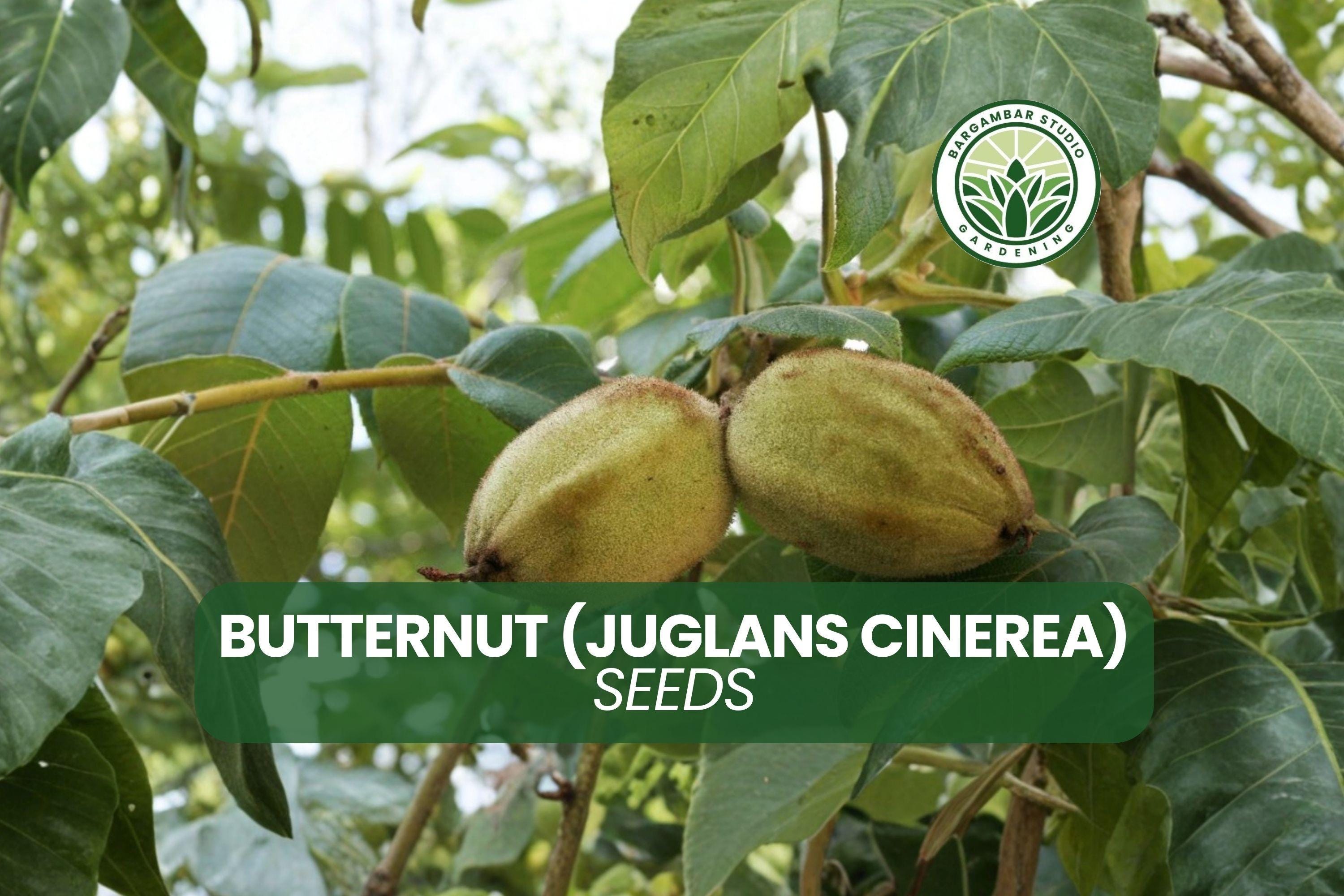 Butternut Tree Seeds (juglans Cinerea) - 5 Native Nut Plant - Etsy