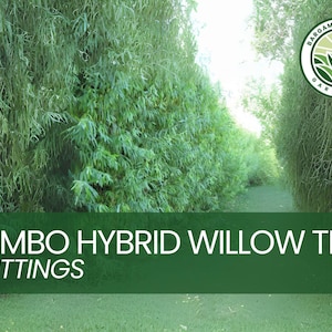May include: A green sign with white text reads "JUMBO HYBRID WILLOW TREE CUTTINGS". The sign is in front of a row of green willow trees.