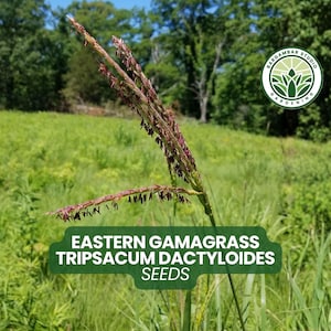 May include: An image of Eastern Gamagrass (Tripsacum dactyloides) seeds. The image shows a close-up of the plant's seed head with a green field and trees in the background. The text "Eastern Gamagrass Tripsacum Dactyloides Seeds" is displayed.