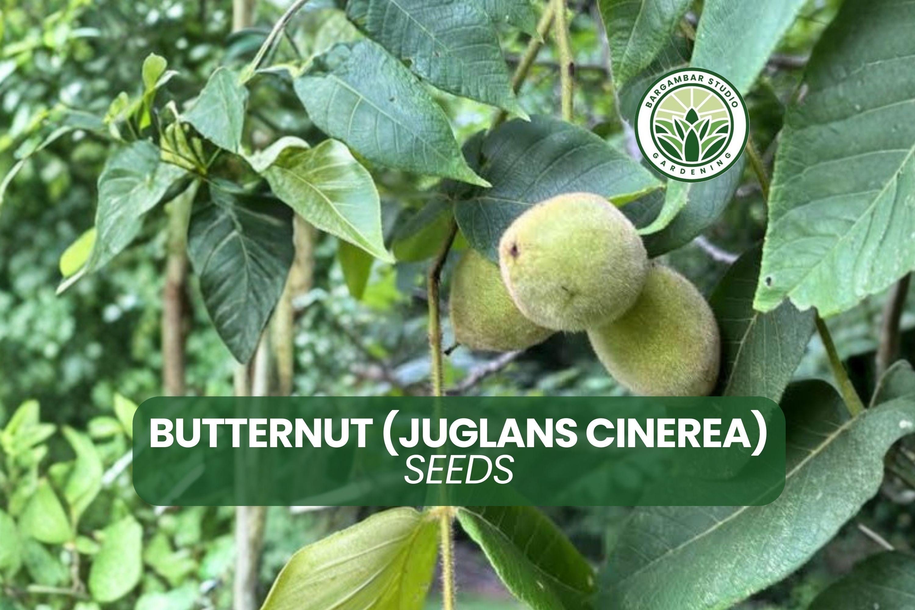 Butternut Tree Seeds (juglans Cinerea) - 5 Native Nut Plant - Etsy