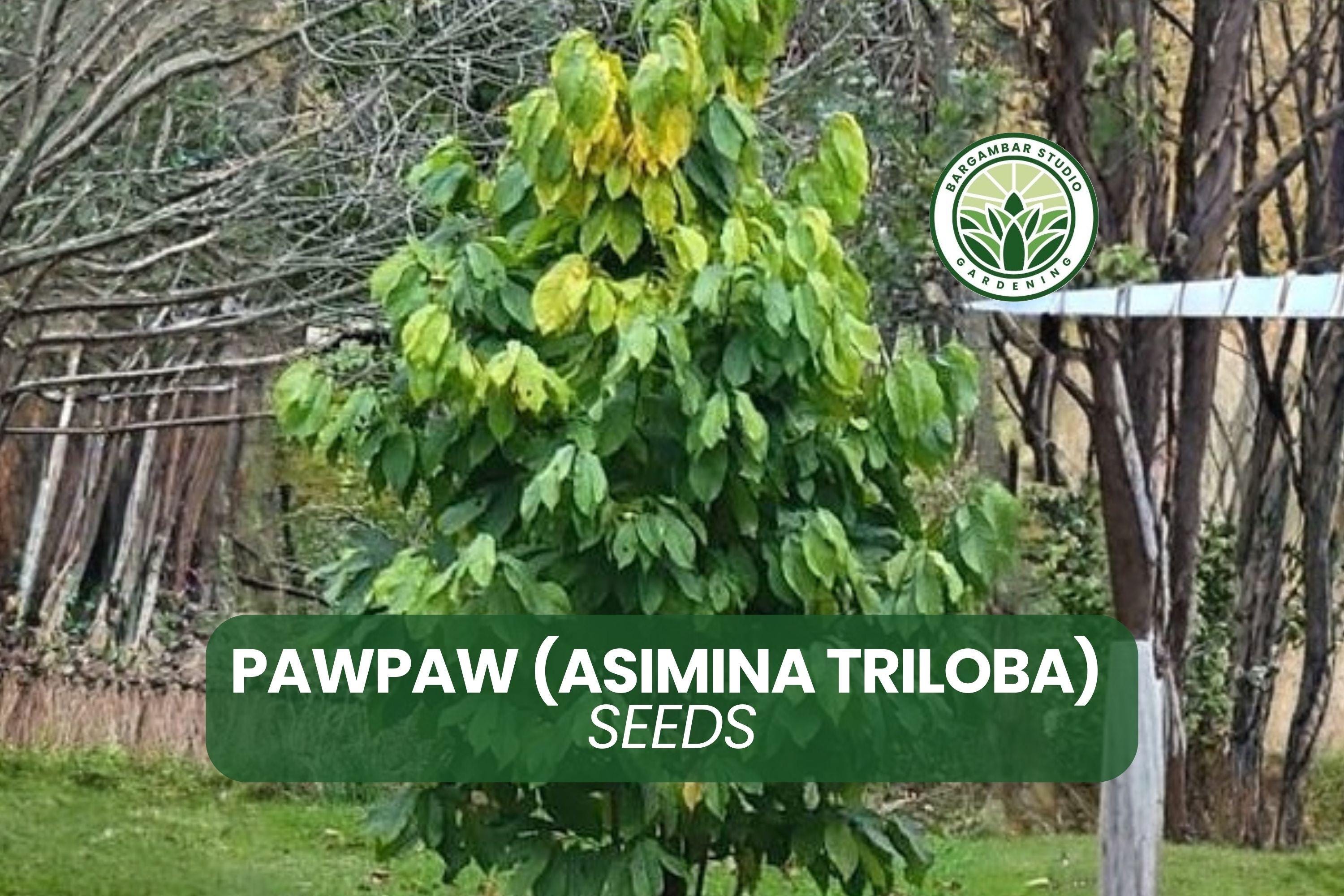 Pawpaw Tree Seedlings (asimina Triloba) | Native Fruit Tree - 5 Live ...