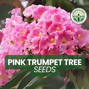 30 Pink Trumpet Tree Seeds – Tabebuia rosea Flowering Tree Seeds, Beautiful Pink Blooms, Ornamental Shade Tree for Tropical Gardens