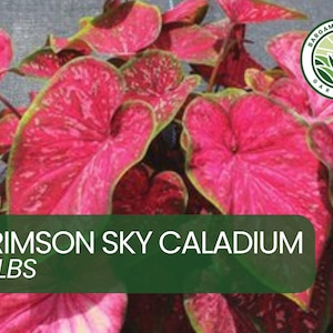 Crimson Sky Caladium Bulbs – 6 Fancy Elephant Ear Bulbs for Planting – Vibrant Red & Green Foliage – Easy to Grow