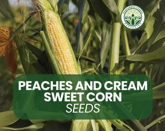 Peaches and Cream Sweet Corn Seeds: Bicolor Heirloom, 100 Non-GMO