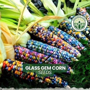 May include: Several ears of Glass Gem corn with multicolored, translucent kernels in shades of blue, purple, pink, yellow, and orange. Each ear features light green husks at the base and the text GLASS GEM CORN SEEDS printed on the image.