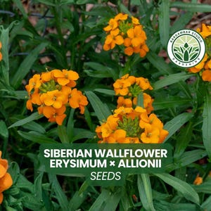 100 Siberian Wallflower Seeds Erysimum Allionii Flower Seeds