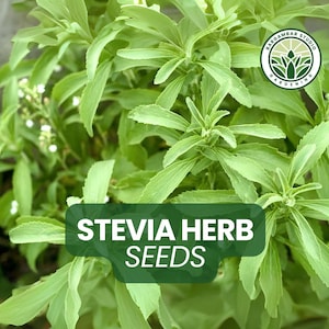 250 Stevia Herb Seeds (Stevia rebaudiana) – Sweetleaf Garden Seeds for Growing Non-GMO Herbal Plants, Organic Gardening