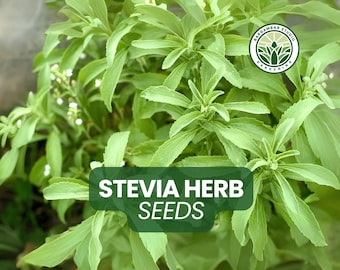 250 Stevia Herb Seeds: Sweetleaf, Non-GMO, Organic Gardening