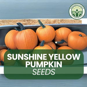 20 Sunshine Yellow Pumpkin Seeds – Heirloom Golden Squash – Edible & Decorative – Fall Garden Favorite – Non-GMO