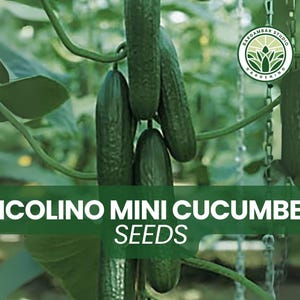 Picolino Mini Cucumber Seeds – 10 Crisp, Sweet Baby Cucumbers – Perfect for Snacking, Salads & Container Gardening