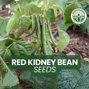 30 Red Kidney Bean Seeds for Planting – Phaseolus vulgaris Heirloom Bean Seeds, Productive Vegetable Garden Plant