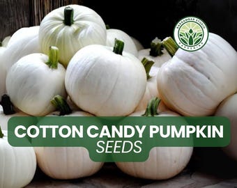 Cotton Candy Pumpkin Seeds: White Mini Pumpkins - Fall Decor & Edible