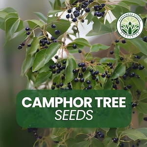 Camphor Tree Seeds for Planting – Cinnamomum camphora – 10 Fresh Seeds – Hardy Evergreen Shade Tree – Fast Growing Ornamental