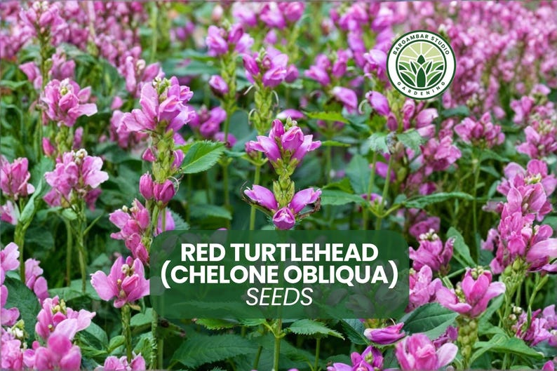 Red Turtlehead 50 Chelone Obliqua Seeds Red Turtlehead Pink Flower Seeds Perennial ...