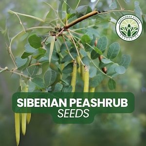 30 Siberian Peashrub Seeds – Caragana arborescens – Cold-Hardy Shrub for Hedges & Windbreaks – Non-GMO, Easy to Grow