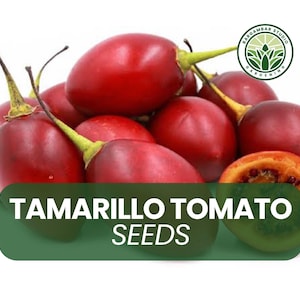 10 Tomato Tree Seeds – Tamarillo (Cyphomandra betacea) – Unique Edible Ornamental Plant – Fast Growing – Easy to Grow from Seed