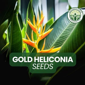10 Gold Heliconia Seeds – Heliconia champneiana, Rare Tropical Flowering Plant, Bold Foliage & Vibrant Golden Bracts