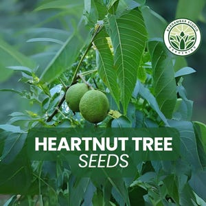 Heartnut Tree Seeds – 4 Juglans ailantifolia var. cordiformis Seeds, Unique Edible Nut Tree with Heart-Shaped Shells for Plantin