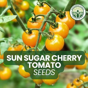 Sun Sugar Cherry Tomato Seeds – 10 Solanum lycopersicum – Sweet Golden-Orange Tomatoes for Snacking & Garden Growing