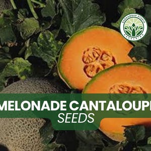 Melonade Cantaloupe Seeds – 10 Sweet Melon Seeds for Planting – Juicy Summer Fruit – Home Garden & Organic Produce