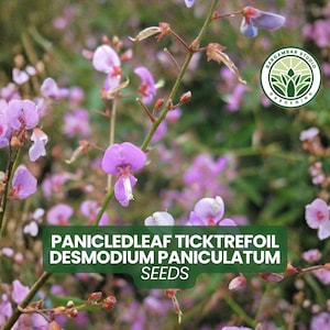 May include: Close-up of Panicledleaf Ticktrefoil Desmodium Paniculatum seeds. The image features delicate, light purple flowers with a white center, set against a backdrop of green foliage. The text "SEEDS" is visible.