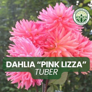 3 Dahlia “Pink Lizza” Tubers for Planting | Large Summer Blooming Pink Dahlias | Perennial Garden Flower Tubers