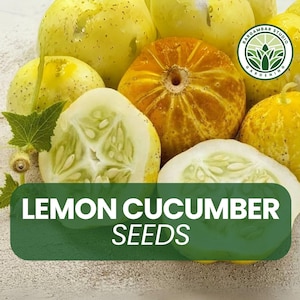 100 Lemon Cucumber Seeds – Heirloom Variety – Round Yellow Fruit with Crisp Mild Flavor – Easy to Grow – Non-GMO Garden Seeds