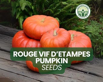 Rouge Vif d’Etampes Pumpkin Seeds: 10 Heirloom Cinderella Seeds