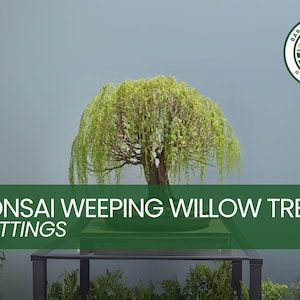 May include: A bonsai weeping willow tree cutting in a black pot. The tree has green leaves and branches that droop down. The text "Bonsai Weeping Willow Tree Cuttings" is in green letters on a green background.
