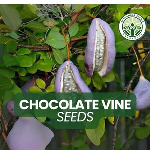 20 Chocolate Vine Seeds – Akebia quinata Seeds for Planting, Unique Climbing Vine with Fragrant Purple Flowers, Fast-Growing Vine