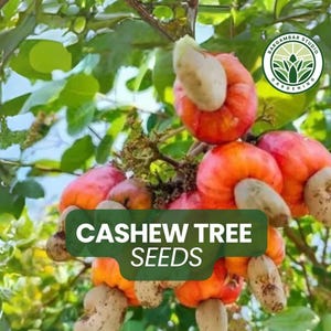 Cashew Tree Seeds: Anacardium occidentale - Tropical Fruit & Nut