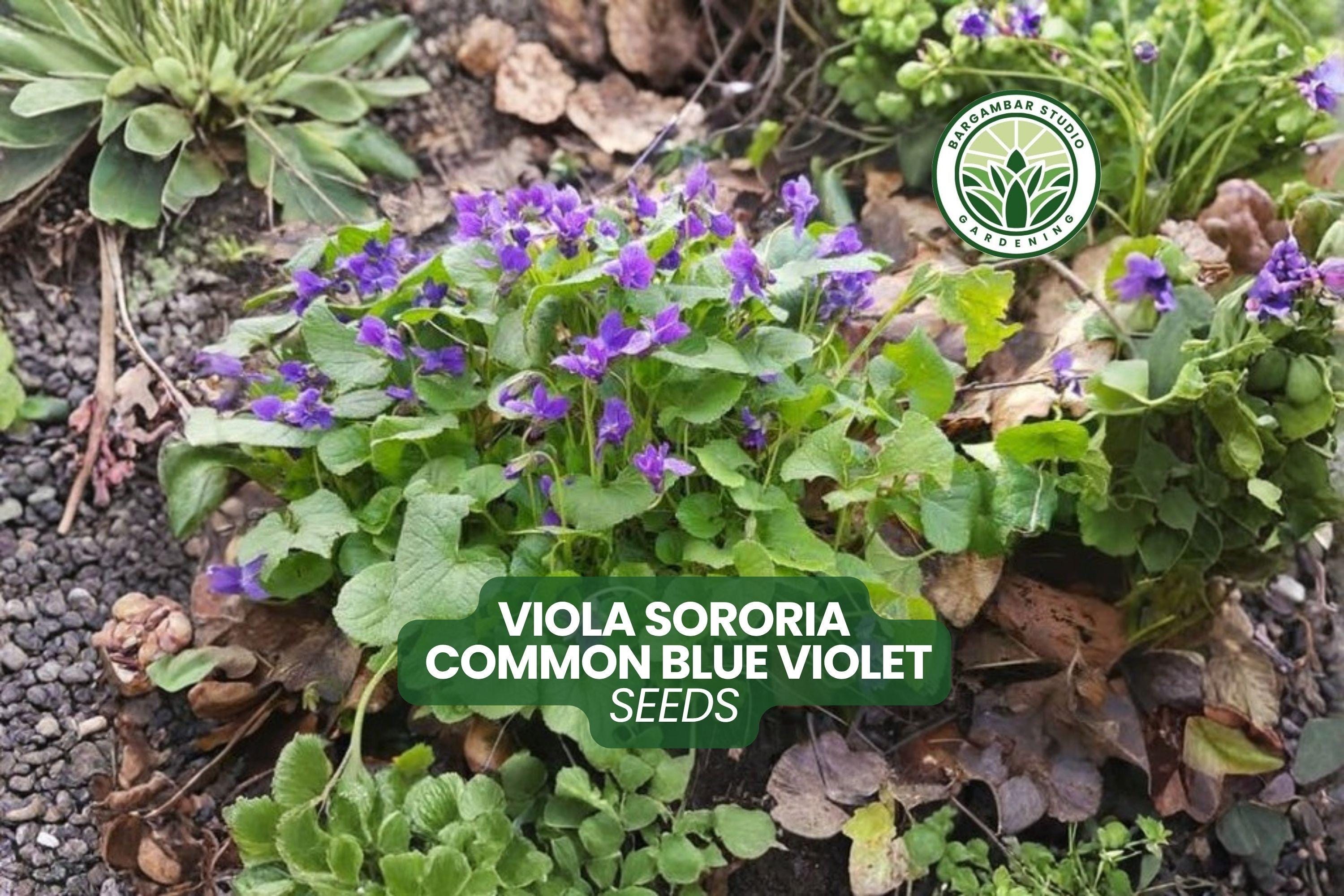 25 Viola Sororia Seeds Common Blue Violet Native Groundcover Flower ...