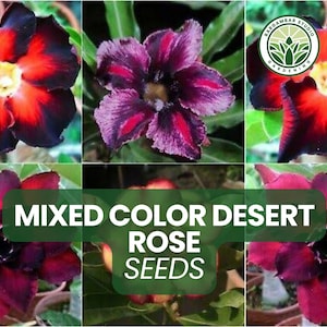100 Mixed Color Desert Rose Seeds – Adenium obesum – Exotic Succulent Bonsai Plant Seeds, Colorful Flowers for Planting