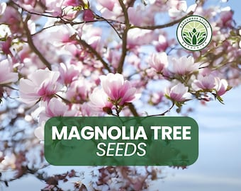 10 Pink & White Magnolia Tree Seeds: Ornamental Spring Blooms