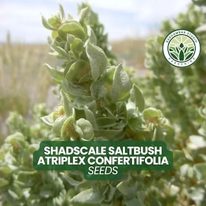 May include: Close-up of Shadscale Saltbush (Atriplex Confertifolia) plant with green leaves. The image includes the text "Shadscale Saltbush Atriplex Confertifolia Seeds" in a green banner. The background features dry grass and a logo for Gardambar Studio Gardening.