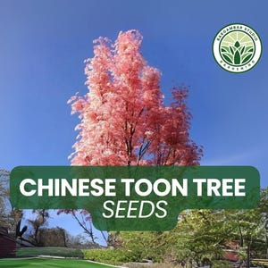 30 Chinese Toon Tree Seeds – Toona sinensis Seeds for Planting, Hardy Ornamental Tree with Reddish Spring Leaves, Edible-Looking Foliage