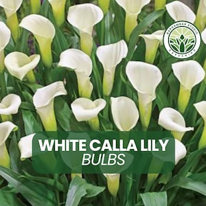3 White Calla Lily Bulbs for Planting – Elegant Perennial Flowers for Gardens, Pots & Bouquets – Summer Blooms