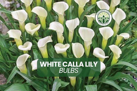 White Calla Lily Bulbs: Elegant Summer Blooms - (Set of 3)